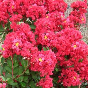 Enduring Summer Red Bloom