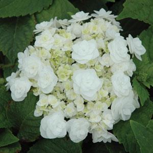 Hydrangea macrophylla Wedding Gown Bloom