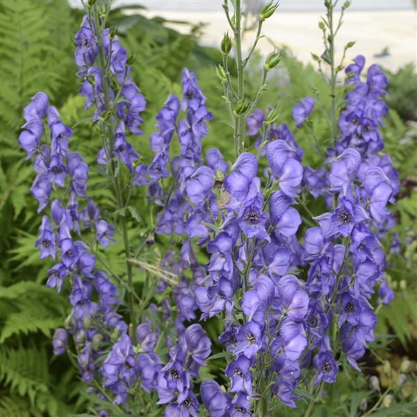 Aconitum fisheri  Bloom