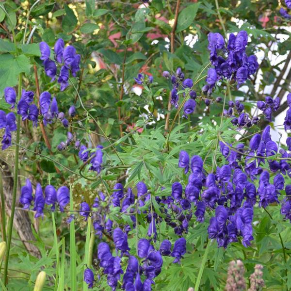 Aconitum napellus  Bloom