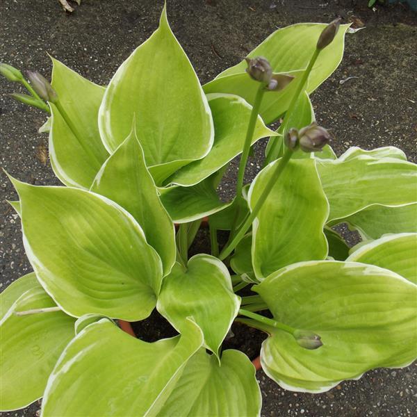 Hosta Winter Snow
