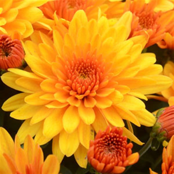 Garden Mum Fireglow Bronze Bloom