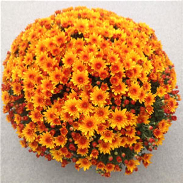 Garden Mum Fireglow Bronze Container