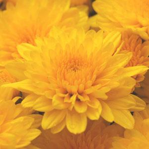 Garden Mum Yellow Tang Bloom