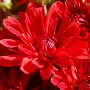 Garden Mum Stellar Red Bloom