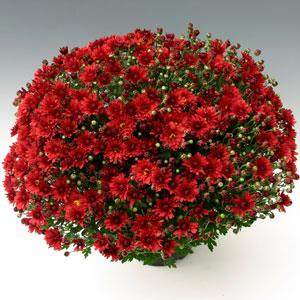 Garden Mum Stellar Red Container