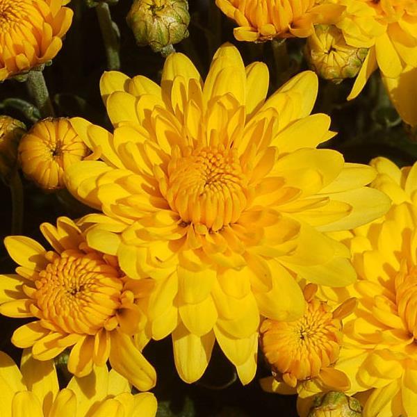 Garden Mum Sundance Yellow Bloom