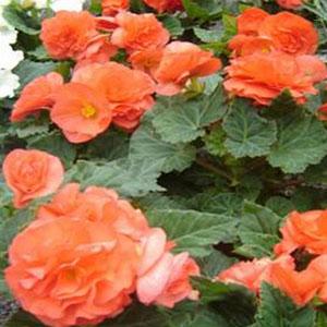 Fortune Coral Shades Bloom
