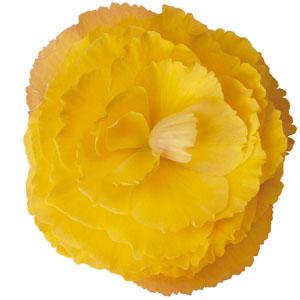Fortune Golden Shades Bloom