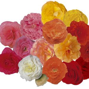 Fortune Mix Bloom