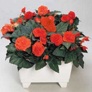 Fortune Orange Shades Container