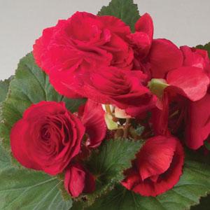 Fortune Scarlet Bloom