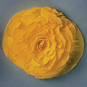Fortune Yellow Bloom