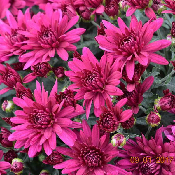 Garden Mum Poppin Purple Bloom