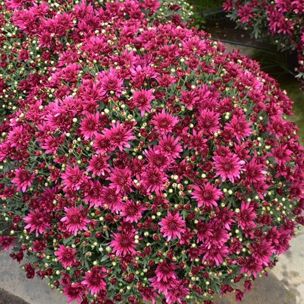 Garden Mum Poppin Purple Container