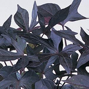 Ipomoea Blackie Bloom