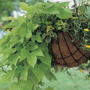 Ipomoea Marguerite Basket