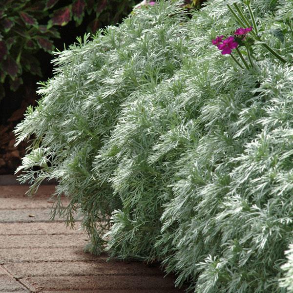 Artemisia schmidtiana Silver Mound Landscape