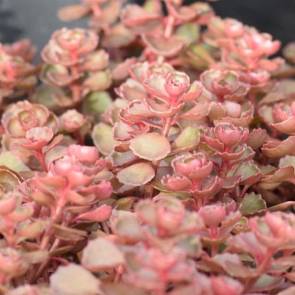 Sedum Spurium Dragons Blood