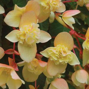 Bon Bon™ Sherbet Begonia