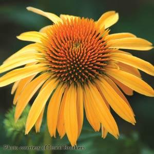 Big Sky Harvest Moon Bloom