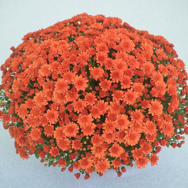 Garden Mum Mumosa Orange Container