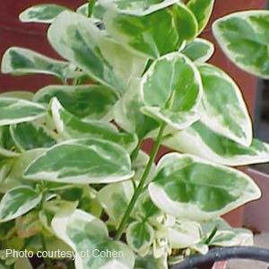 Vinca Vine Major Variegated Bloom