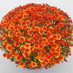 Garden Mum Autumn Glow Bronze Container