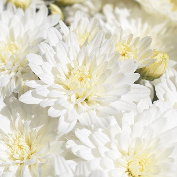 Garden Mum Bridal White Bloom