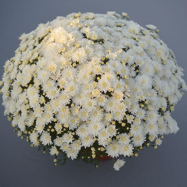 Garden Mum Bridal White Container