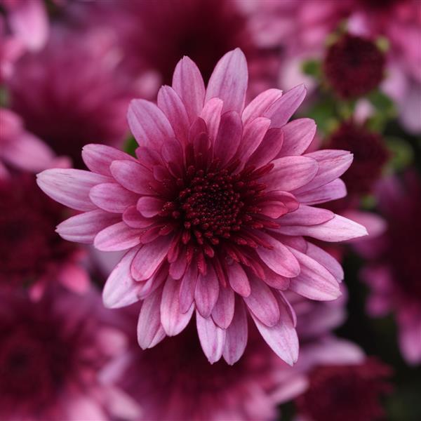 Garden Mum Morgana Pink Bloom