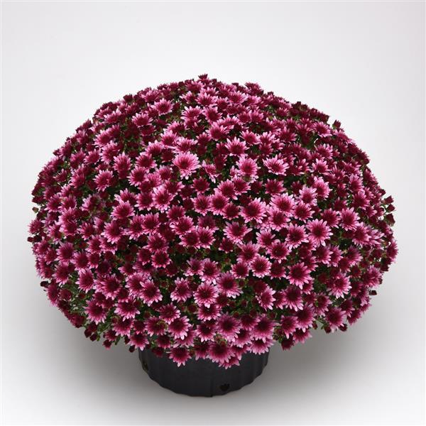 Garden Mum Morgana Pink Container