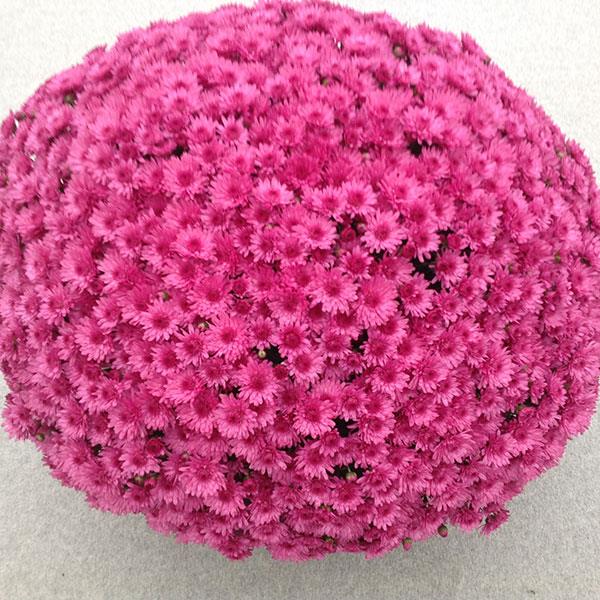 Garden Mum Jazzberry Pink Container