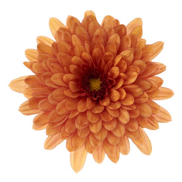 Garden Mum Morgana Orange Bloom