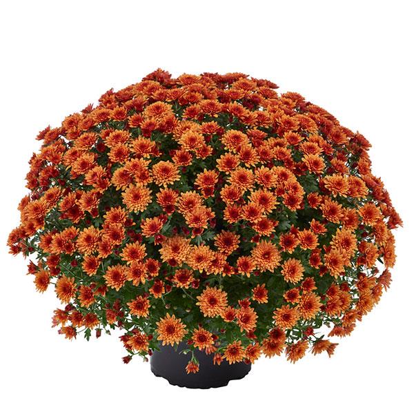 Garden Mum Morgana Orange Container
