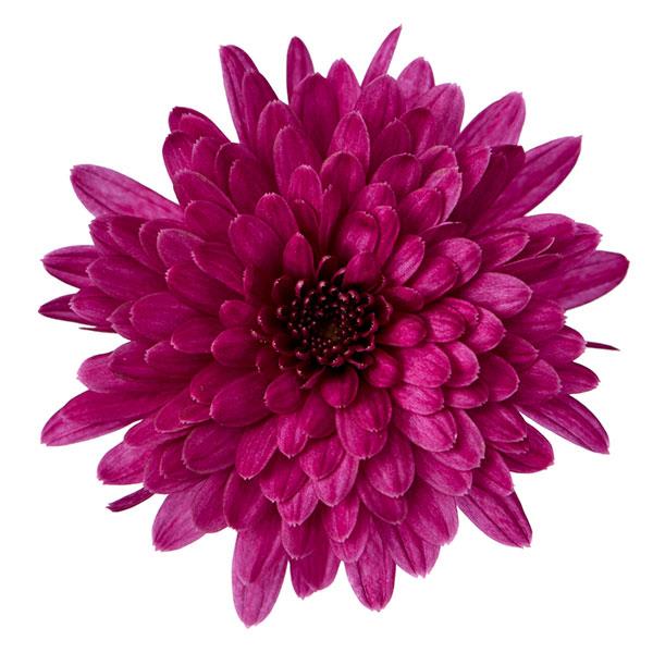 Garden Mum Morgana Purple Bloom