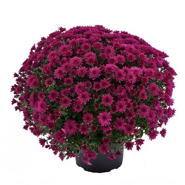 Garden Mum Morgana Purple Container