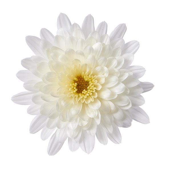 Garden Mum Morgana White Bloom