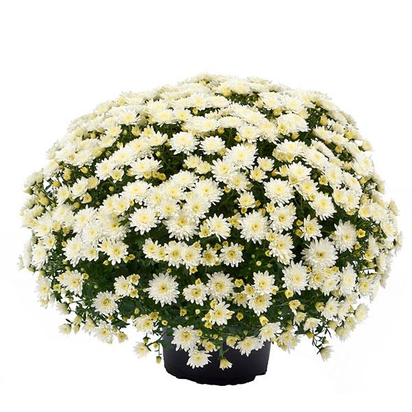 Garden Mum Morgana White Container