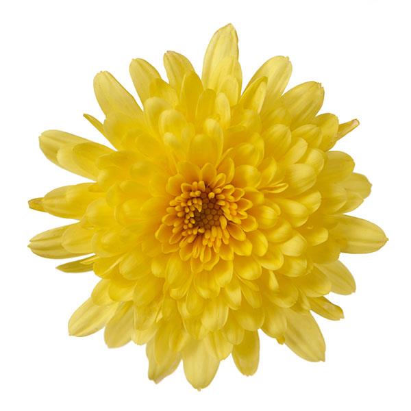 Garden Mum Morgana Yellow Bloom