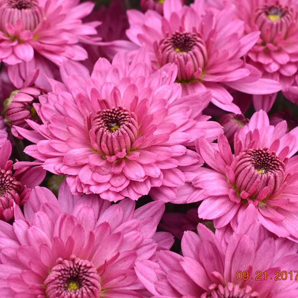 Garden Mum Temptation Pink Bloom