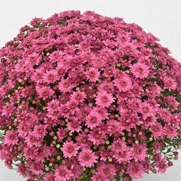 Garden Mum Temptation Pink Container