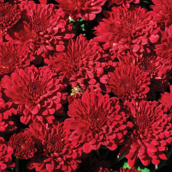 Garden Mum Red Ryder Bloom