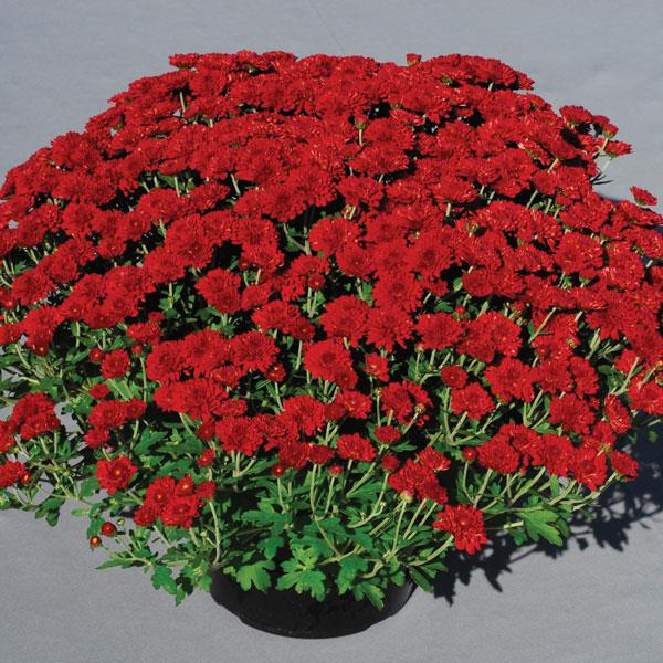 Garden Mum Red Ryder Container