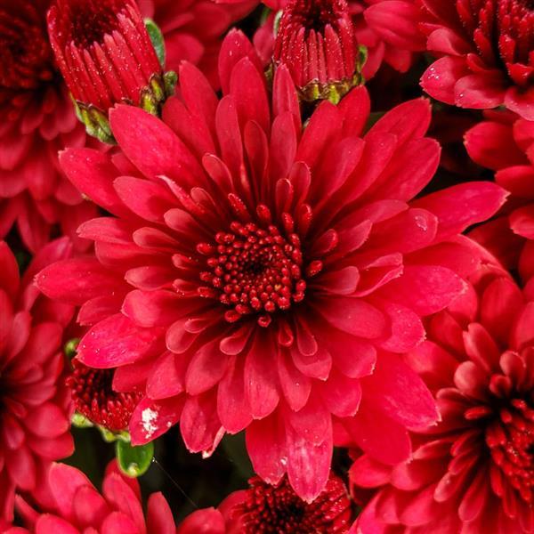 Garden Mum Morgana Red Bloom