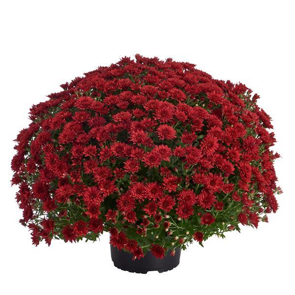 Garden Mum Morgana Red Container