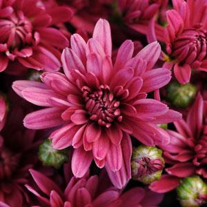 Garden Mum Stellar Purple Bloom