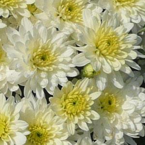 Garden Mum Moonglow White Bloom