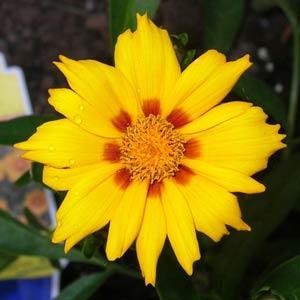 Coreopsis lanceolata Baby Sun Bloom
