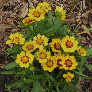 Coreopsis lanceolata Baby Sun Garden